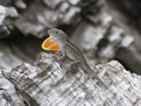 Brown anole