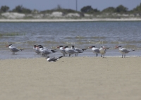 Caspian Terns