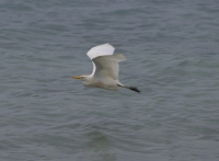 Cattle egret