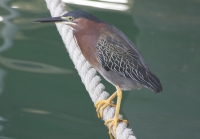 Green heron