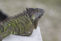 Iguana