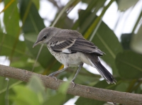 Juvenile mockingbird