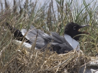 Laughing gull