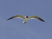 Laughing gull