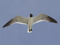 Laughing gull