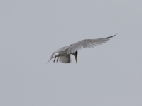 Least tern