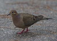 Mourning dove