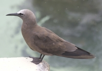 Brown noddy