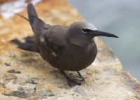 Brown noddy