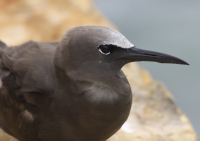 Brown noddy