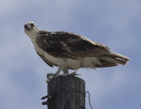 Osprey