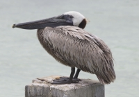 Brown pelican