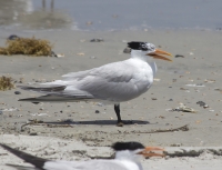 Royal tern