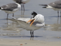 Royal tern