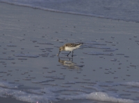 Sanderling
