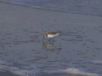 Sanderling