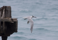 Sandwich tern