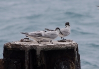 Sandwich tern