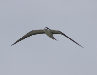 Sooty tern