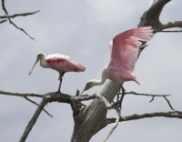 Spoonbill