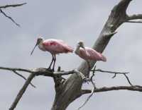 Spoonbill