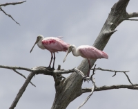 Spoonbill