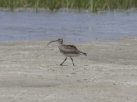 Whimbrel