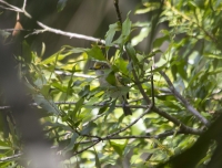 White-eyed vireo