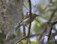 White-eyed vireo