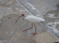 White ibis