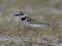 Wilson's plover