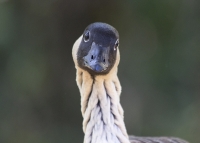 Nene goose