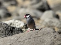 Java sparrow