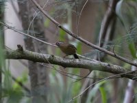 Melodious laughingthrush