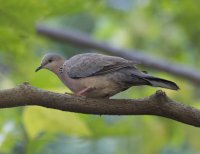 Spotted dove