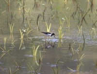 Black-necked stilt