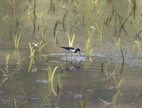 Black-necked stilt