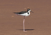 Black-necked stilt