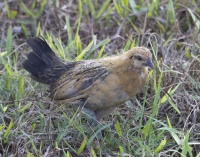 Feral chicken