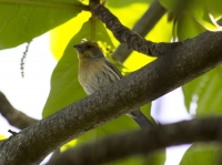 House finch