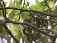 Japanese white-eye