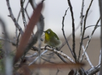 Japanese white-eye