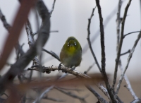 Japanese white-eye