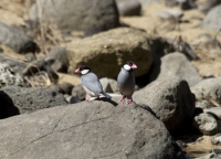 Java sparrows