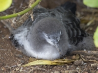 Juvenile wedge-tailed shearwater