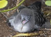 Juvenile wedge-tailed shearwater. Deeply unconcerned about my presence.