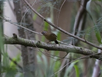 Melodious laughingthrush