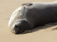 Monk seal