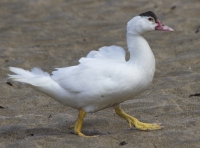 Muscovy duck