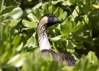 Nene goose